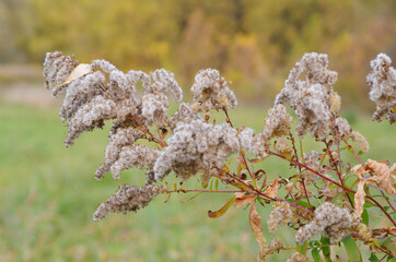 Fluffy plant with seeds. Mature flower in autumn. Old dried flowers on the field. Beautiful macro photo of a dry flower with a leaf from a tree.