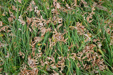 Green long grass and old dry autumn leaves. Beautiful autumn background of grass and leaves. Natural textures. Grass sedge grasses and yellow leaves from trees lie on the ground.