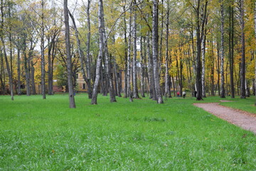 trees in the park