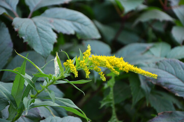 Yellow blooming. Wild perennial plant. Forest grass.