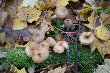 mushrooms in the forest