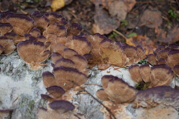 mushrooms in the forest