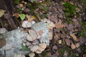 mushrooms on tree
