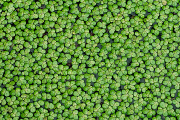 Common Duckweed or Lemna perpusilla Torrey. Green leaf Duckweed natural aquatic plant on water for background or texture.