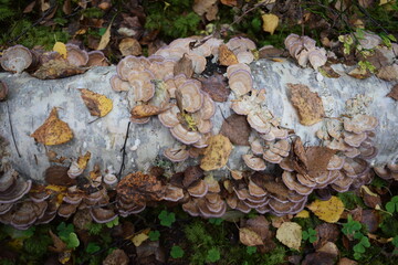 moss on tree