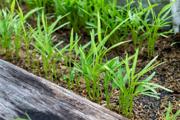 Planting seedling of morning glory grow in fertile soil in the vegetable garden. Green seedling from farm organic agriculture and health food concept.