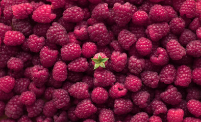 Ripe raspberries close-up macro photography, selective focus, fruit background