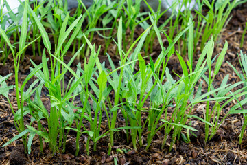Planting seedling of morning glory grow in fertile soil in the vegetable garden. Green seedling...