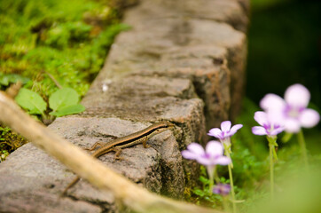 Skink in the garden in Thailand. Spotted forest skink or maculated forest skink, South Asia and Southeast Asia