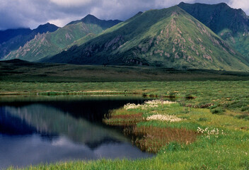 Pristine Arctic Meadow, Dempster Highway, Yukon Territory, Canada