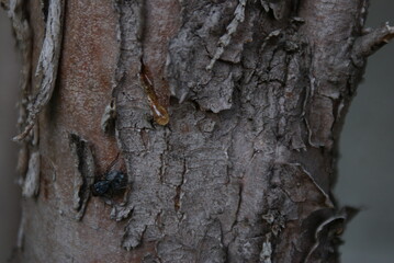 Fototapeta premium bark of a tree