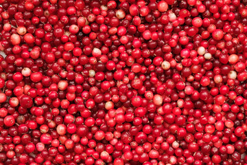 Cranberry. Oxycoccus. Cranberry background. Harvest. 