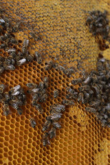 bees on honeycomb;bees make honey