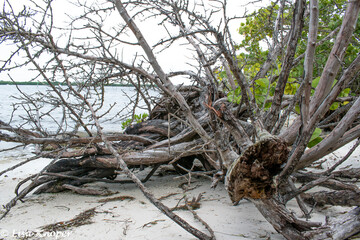 Beach Tree