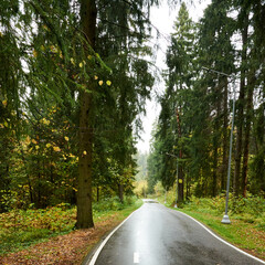 wet asphalt road in wild autumn forest