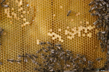 bees on honeycomb;bees make honey