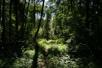 sun rays in the forest