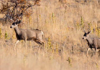 Autumn Mule Deer