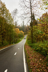 Fototapeta na wymiar wet asphalt road in wild autumn forest
