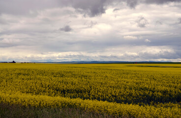 Obraz premium Alberta, Canada - Yellow Fields by Highway 5 to Lethbridge