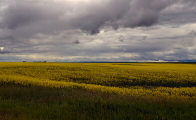 Alberta, Canada - Yellow Fields by Highway 5 to Lethbridge