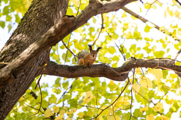 Fototapeta na wymiar Squirrel sits on a branche of a tree and looks into the lens on the photographer