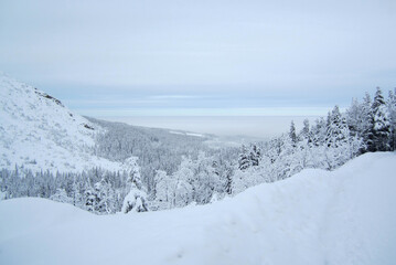 Fototapeta na wymiar View of snow-covered mountains and trees
