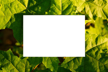 Colorful mockup with a white paper in the middle. Green maple leaves on the background