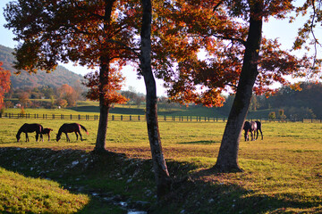 the horses graze peacefully in the meadow with the colors of autumn