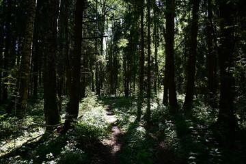footpath in the woods