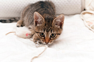 adorable tabby brown kitten playing with white mouze toy on blanket on bed