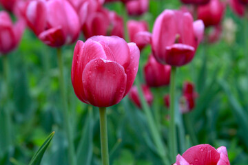 Fototapeta premium Pink tulip spring flowers close up