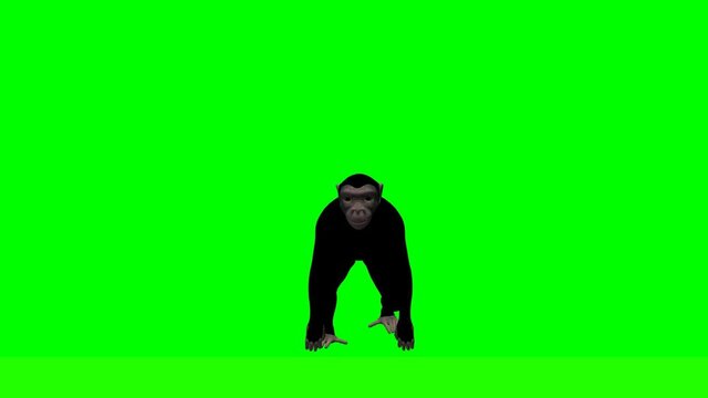 Chimpanzee walking on green screen.