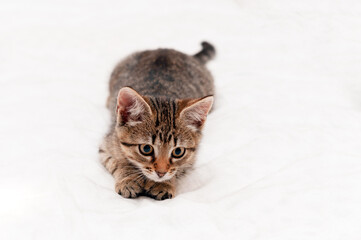 Fototapeta na wymiar selective focus of cute tabby brown kitten on white background with copy space