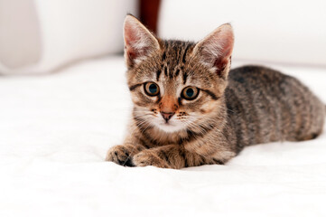 soft focus of cute tabby brown stripped cat on white blanket on bed lying and looking at camera