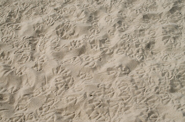 Fototapeta na wymiar Sand with many footprint of birds in summer