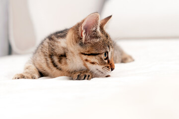 soft focus of cute tabby brown kitten on white blanket on bed lying and looking away