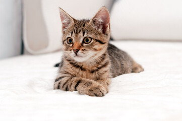 Fototapeta na wymiar selective focus of cute tabby brown cat on white blanket on bed lying and looking away