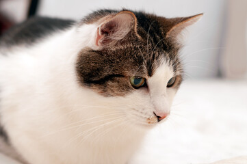 close up of cute cat muzzle on white blanket at home