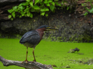 Naklejka premium Green Heron Bird Stands on Dead Tree Branch Hovering Over Algae Pond Hunting for Fish with Green Foliage Along Pond Shore in Background