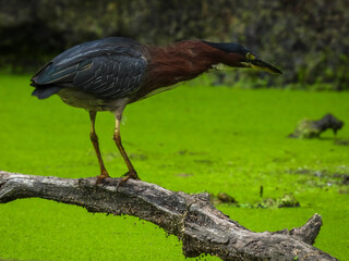 Fototapeta premium Green Heron Bird with Outstretched Neck Hunting for Fish in Algae Pond from a Broken Tree Branch 
