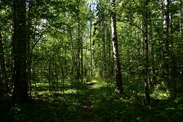 sun rays in the forest