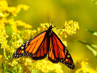 Monarch Butterfly with Red and Orange Wings Eating Yellow Goldenrod Wildflower with Blurred Background