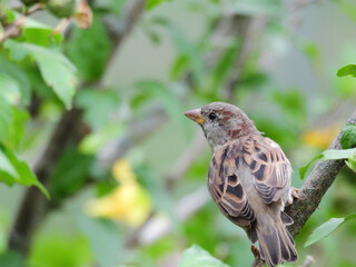 Young Sparrow Bird View from Back Looking Sideways with Blurred Green Foliage in Background