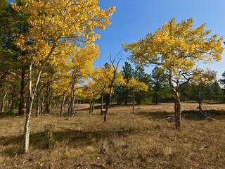 Beautiful fall colors changing leaves Aspen trees in Colorado mountains