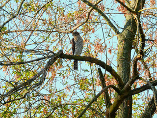 Copper's Hawk Sits and Hunts on Tree Branch with Blood on Talons and Autumn Leaves Blurred in Background with Bright Blue Morning Sky