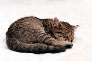 Fototapeta premium selective focus of adorable brown tabby stripped cat curled up into a ball and slipping on white blanket on bed