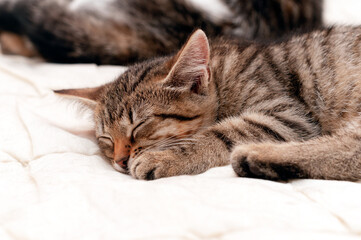 soft focus of cute brown tabby stripped cat with closed eyes nepping on white blanket on bed