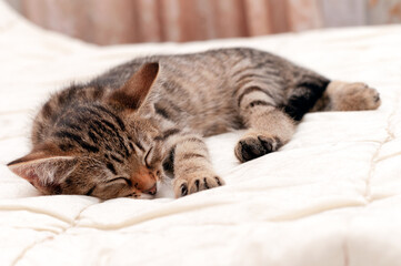 soft focus of cute brown tabby stripped cat with closed eyes sleeping on white blanket on bed