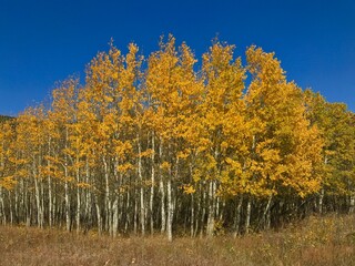 Beautiful fall colors changing leaves Aspen trees in Colorado mountains